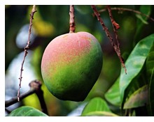 Foto van een mango aan de boom